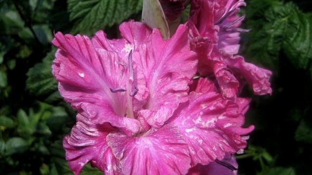 Гладиолусы. Вирус или трипсы на гладиолусе? Это очень важно понимать, выращивая гладиолусы. смотреть онлайн