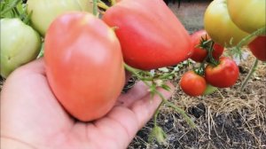 Удаляю кусты мелкоплодных томатов. Томаты Фиделио и Орлиное сердце.