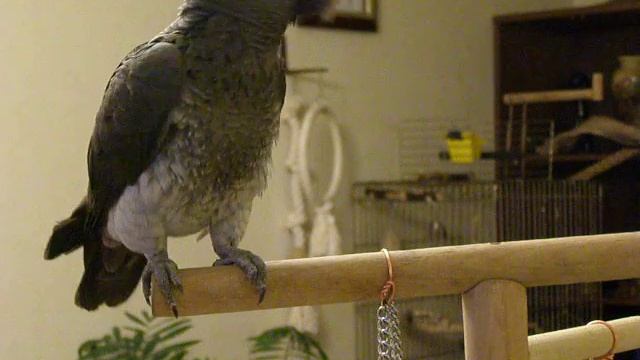 Говорящий жако ЖАКУЛЕЧКА смотреть онлайн