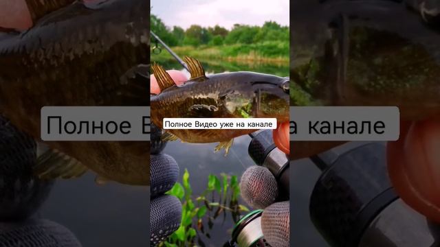 НЕЗНАКОМЫЙ МОРМЫШИНГ ГОЛОДНЫЕ ГОЛОВЕШКИ РЫБАЛКА ВЕСНОЙ 2023 РЫБАЛКА НА МОРМЫШКУ смотреть онлайн