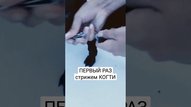 ПЕРВЫЙ РАЗ стрижем КОГТИ щенку/ Смешные собачки смотреть онлайн