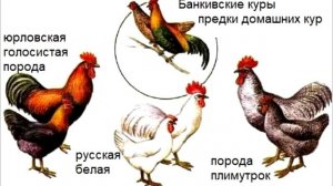 § 29 Значение и охрана птиц. Происхождение птиц. Роль птиц в природе