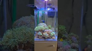 Морской Аквариум Dennerle NanoCube 60 литров.