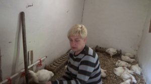 Водянка у Бройлеров, что делать, надо ли лечить?