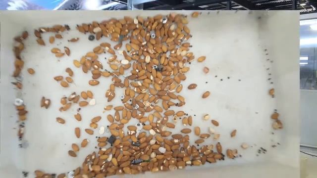 Сортировка Миндального Ореха / Almonds Sorting смотреть онлайн