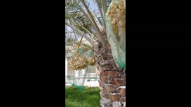THE FAMOUS TREES HERE IN ABI DHABI// MS LIANE смотреть онлайн