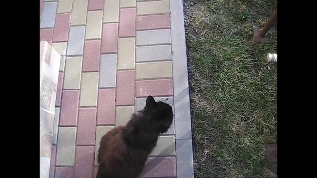 ну что надо этому наглому коту. Well, it is necessary to this brazen cat смотреть онлайн