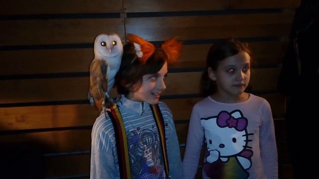 Сова с детьми - сипуха белая смотреть онлайн