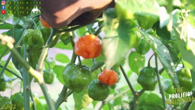 HARVESTING HABANERO PEPPERS | WHEN IS A HABANERO PEPPER READY TO PICK | THE SPICY PEPPER CHALLENGE смотреть онлайн
