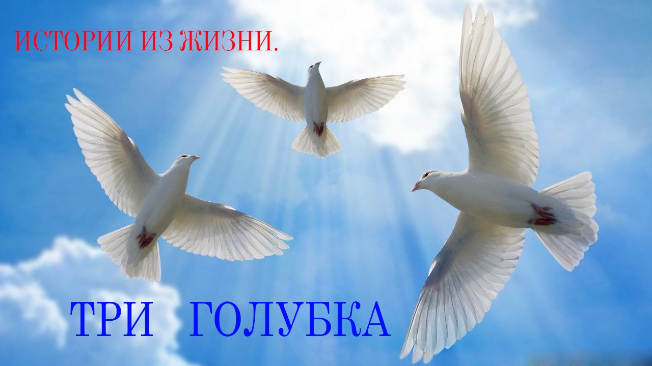 Три голубка смотреть онлайн