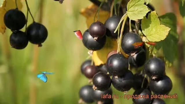 Смородина черная Селеченская - 2 ? обзор: как сажать, саженцы смородины Селеченская - 2 смотреть онлайн