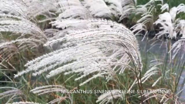 Miscantus Sinensis 'Kleine Silberspinne' смотреть онлайн
