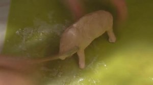 Торт на День Рождение/Торт для охотника/Торт мужчине/Юлия Клочкова