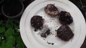 Каллы миниатюрные клубневые -  как пробудить и правильно посадить весной.