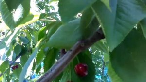 сорт черешни бигарро старкинг