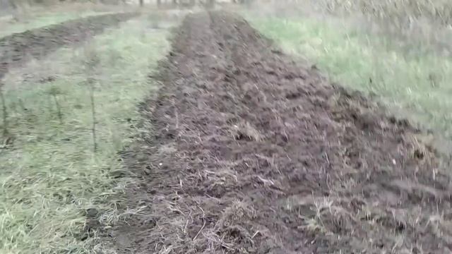 аллея черного ореха смотреть онлайн