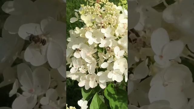 Гортензия Пинки Винки в начале цветения! С началом весны ? #садсвоимируками #garden #хвойныйсад смотреть онлайн