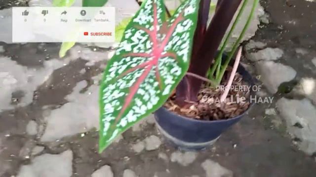 Tanaman Hias Keladi | Tanaman Yang Lagi Naik Daun @ChanLieHaay смотреть онлайн