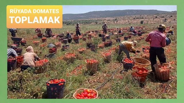 Rüyada Domates toplamak ne anlama gelir? смотреть онлайн