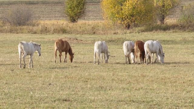цех переработки рус смотреть онлайн
