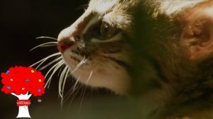 Муравьиный тигр или черноногая кошка  — самый свирепый хищник Африки