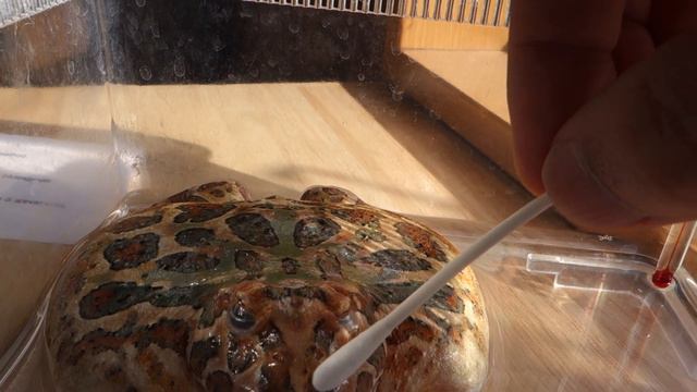 Звериные истории: приключения и исследования