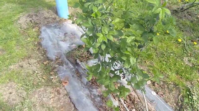 ЕЖЕВИКА ЛОХ-ТЕЙ, ЛОМАЕМ СТЕРИОТИПЫ! СКОЛЬКО ОСТАВЛЯТЬ ПОБЕГОВ ПОСЛЕ ЗИМОВКИ?3-4 ИЛИ БОЛЬШЕ 6ТИ? смотреть онлайн