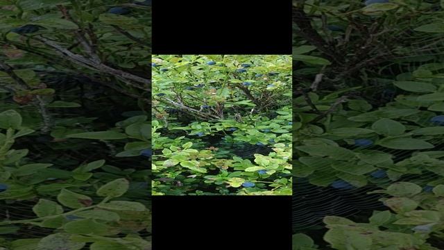 Голубики смотреть онлайн