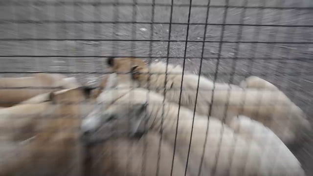 Лев Чип и компания ! смотреть онлайн