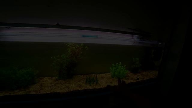 Без света ТРИ НЕДЕЛИ! Возобновил работу травника! Three weeks without light! Plant aquarium смотреть онлайн