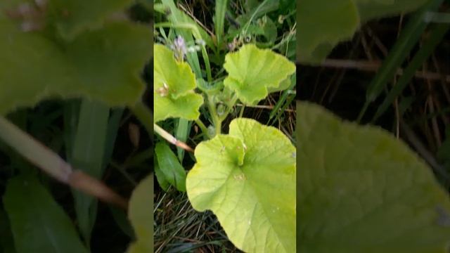 Второе растение тыквы сорта Стофунтовая Двадцать Седьмого Июля смотреть онлайн