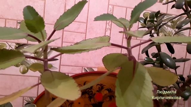 КОЛОНХОЭ ПЕРИСТЫЙ, ТОЛСТЯНКА. Реанимировала и размножаю, формирую очень полезное растение смотреть онлайн