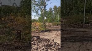 Очищаем участок от берёз и поросли кустарника