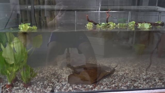 Building A Tank For My Turtles!! | DIY Turtle Tank Ideas смотреть онлайн