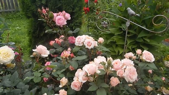 Шок от цветения розового полукруга в холод и дожди смотреть онлайн