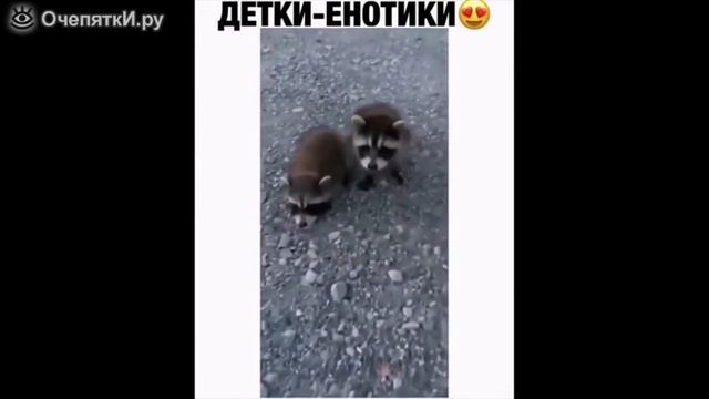 Подборка приколов с котами и кошками. Обалденно смешные кошки! смотреть онлайн