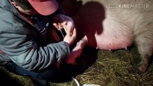 Принимаем роды у Свиньи ,Сложный Опорос ?