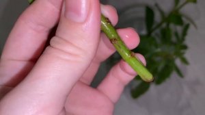 ЧЕРЕНКУЕМ ЦИСУС , ПЕРЕСАЖИВАЕМ ФИАЛКИ И УКОРЕНЯЕМ ОТРОСТКИ