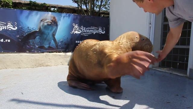 тренировка моржа!!!!! смотреть онлайн
