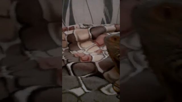 Мой новый голубой дракон смотреть онлайн