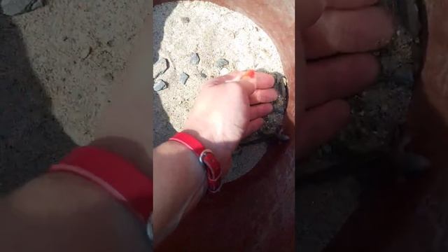 Беги, ящерка, беги! смотреть онлайн