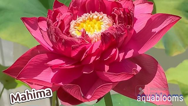 #lotus #gardening #bloom |Non-stop Super Bloomers l നന്നായി പൂക്കുന്ന താമരകൾ @ aquablooms !! смотреть онлайн