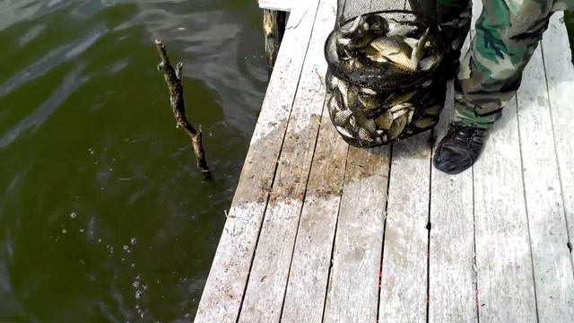 Карась 15 кг !!! смотреть онлайн