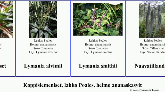 Koppisiemeniset, lahko Poales, heimo ananaskasvit tillandsia aechmea guzmania billbergia hechtia смотреть онлайн