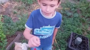 Обзор вкуса и размера ягоды голубики! Блюкроп, Дюк и Река.