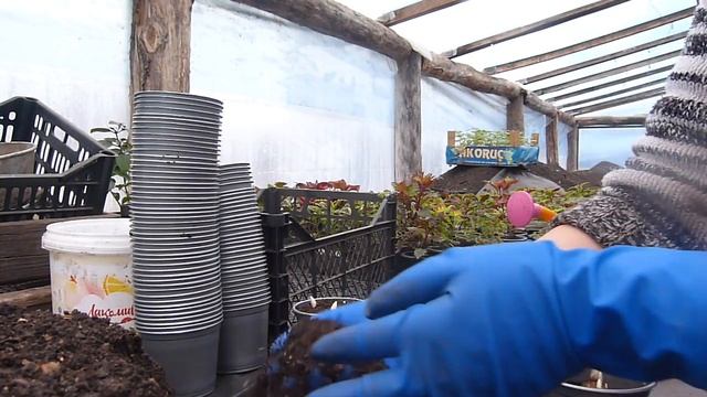 Выгонка крокусов к 8 марта смотреть онлайн