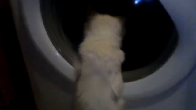 Ваша кошка делает так? Алиса и стиральная машина /Does your cat do that? смотреть онлайн