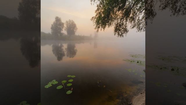 Как ветки скрипели в сыром окне, как закатный воздух... смотреть онлайн