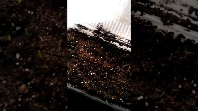 РАССАДА ПРОРОСЛА .Открываем крышки в лотках. смотреть онлайн