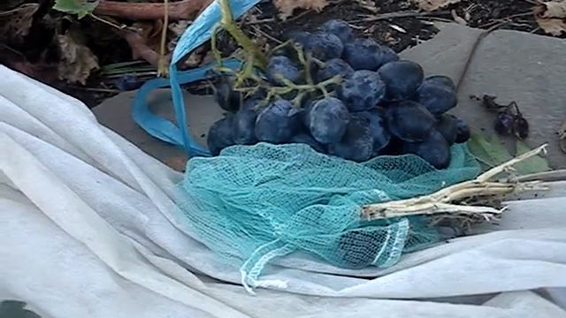 Виноград Кубань смотреть онлайн